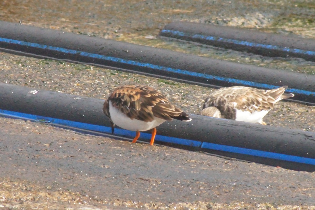 Ruddy Turnstone - ML620402410