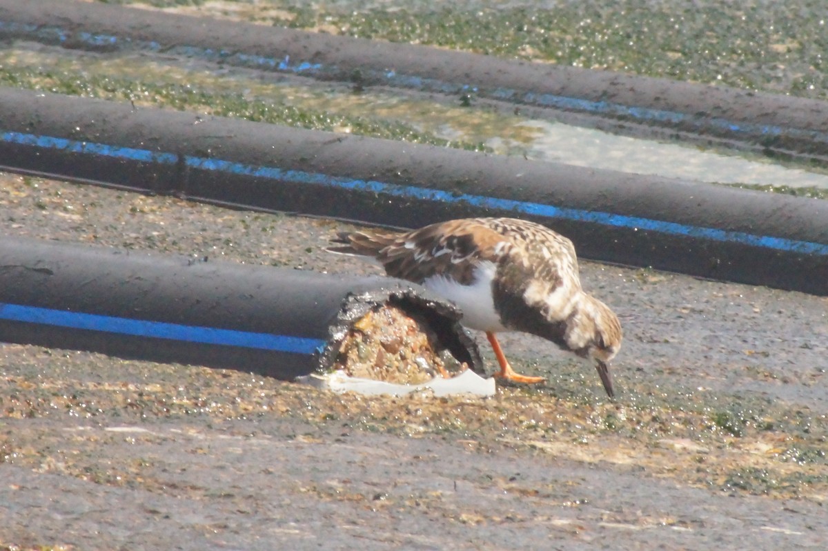 Ruddy Turnstone - ML620402411