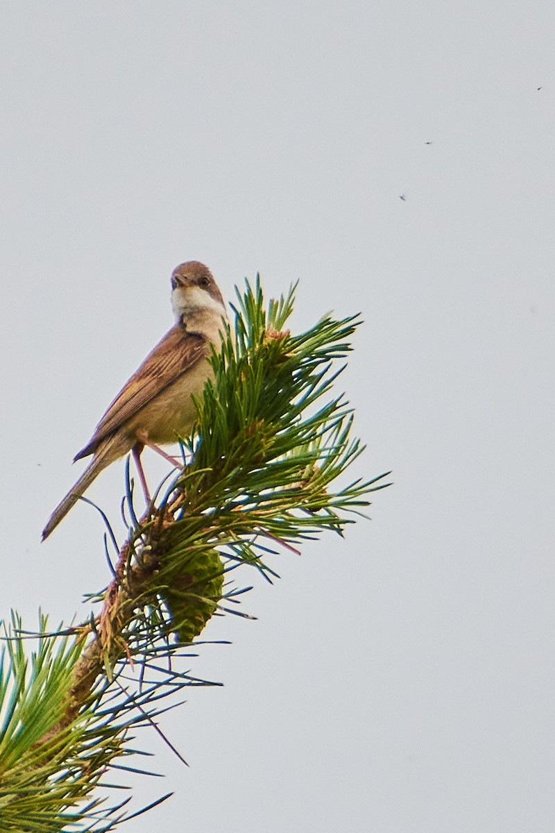 Greater Whitethroat - ML620402415