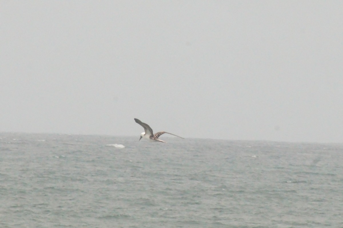 Peruvian Booby - ML620402426