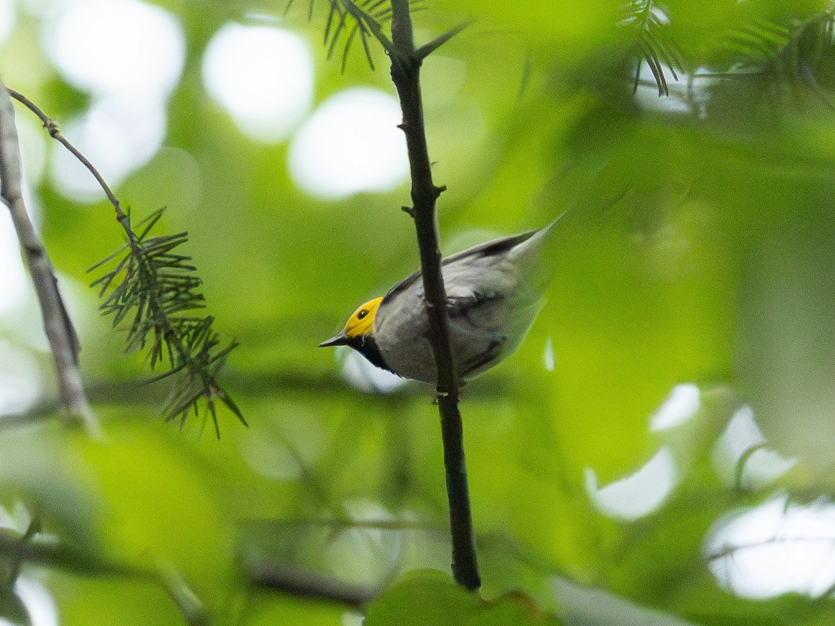 Paruline à tête jaune - ML620402428