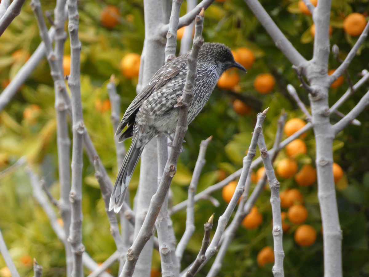 Little Wattlebird - ML620402434