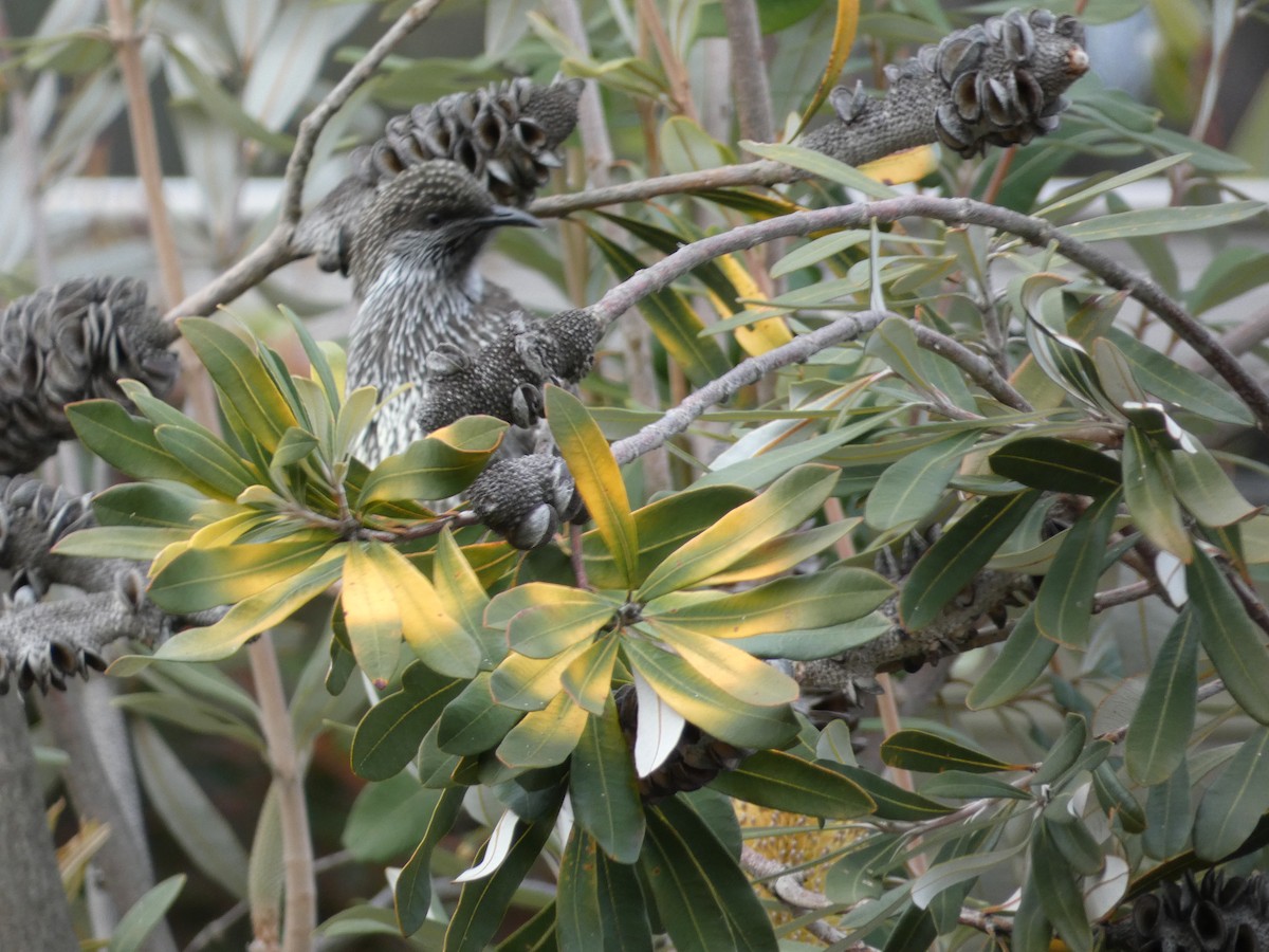 Little Wattlebird - ML620402436