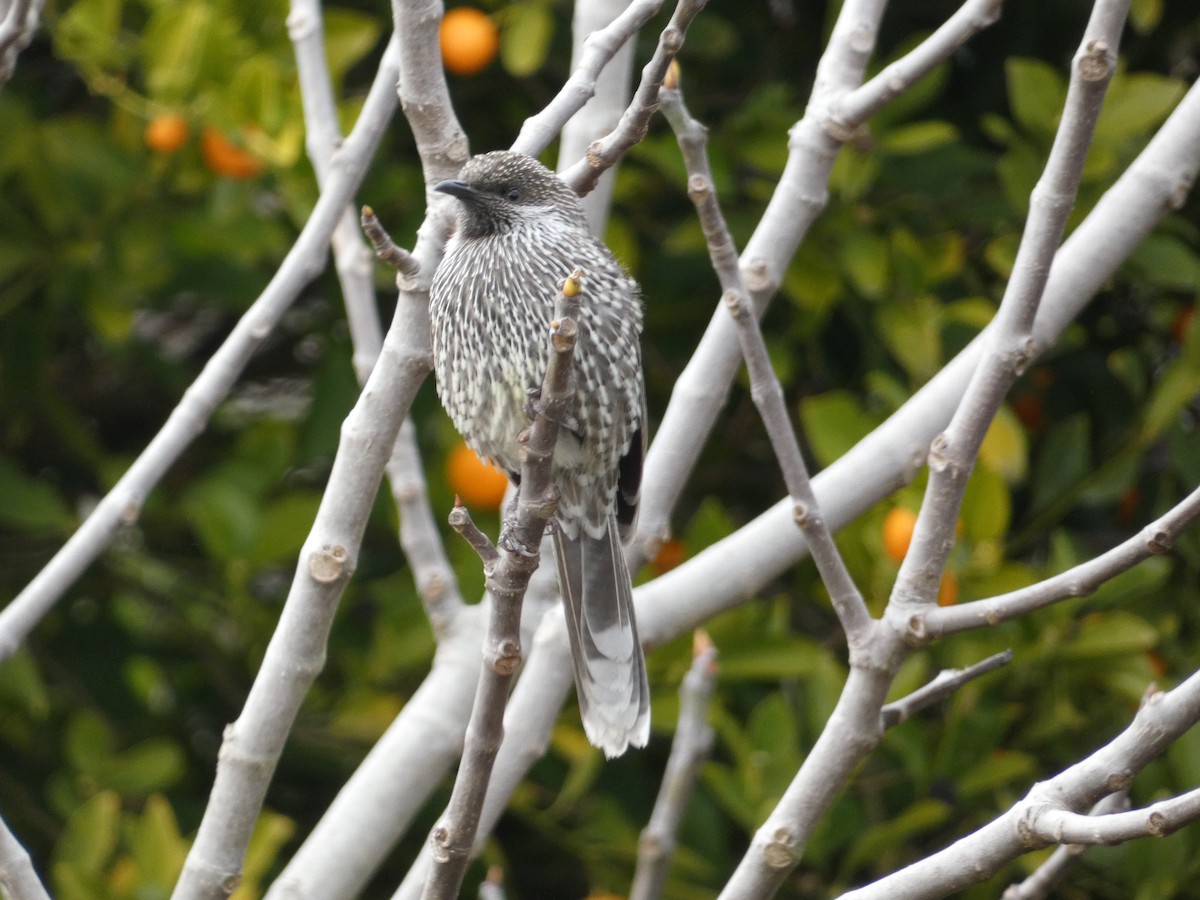 Little Wattlebird - ML620402438