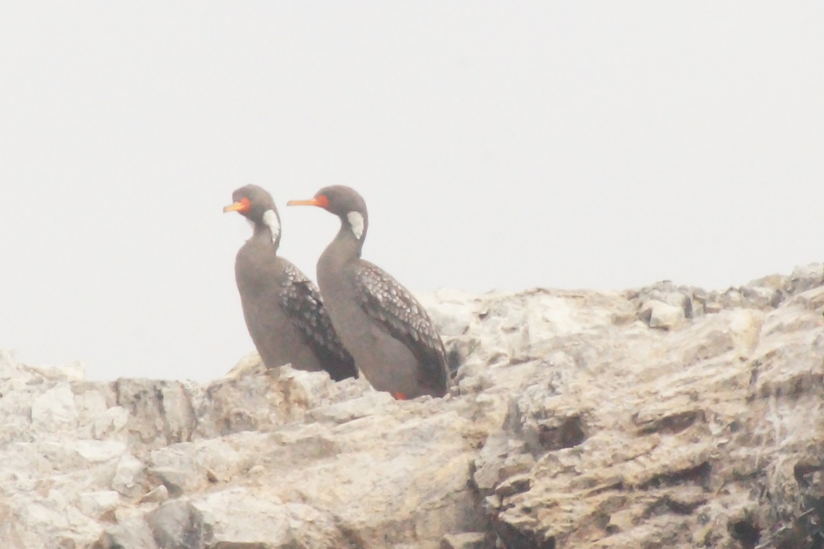 Red-legged Cormorant - ML620402442