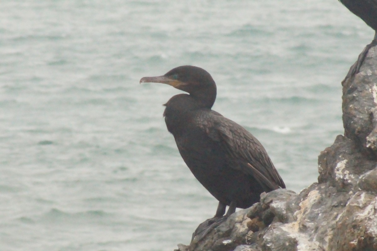 Neotropic Cormorant - ML620402454