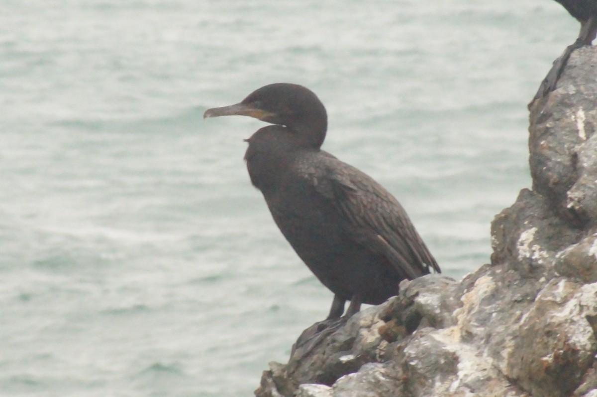 Neotropic Cormorant - ML620402455