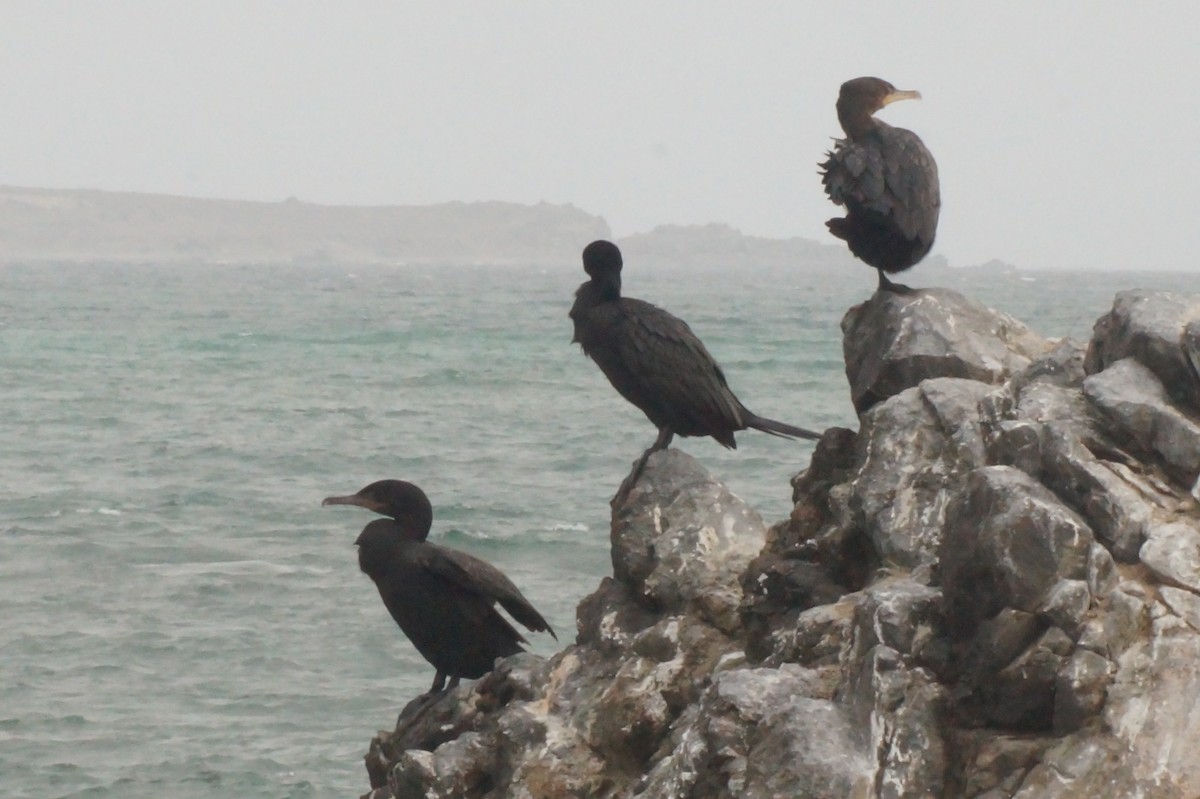 Neotropic Cormorant - ML620402456