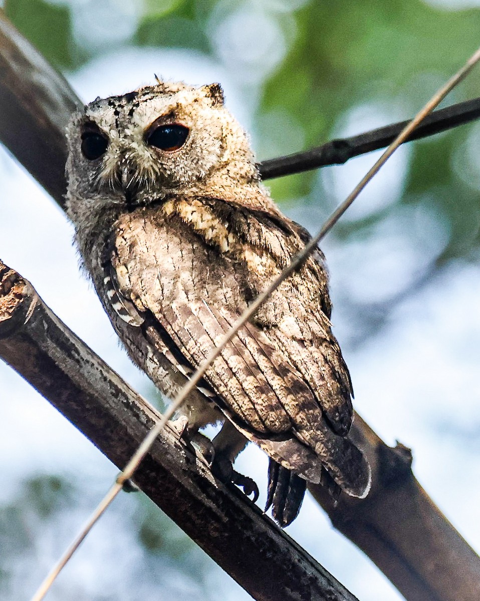 Indian Scops-Owl - Sanjay Gupta