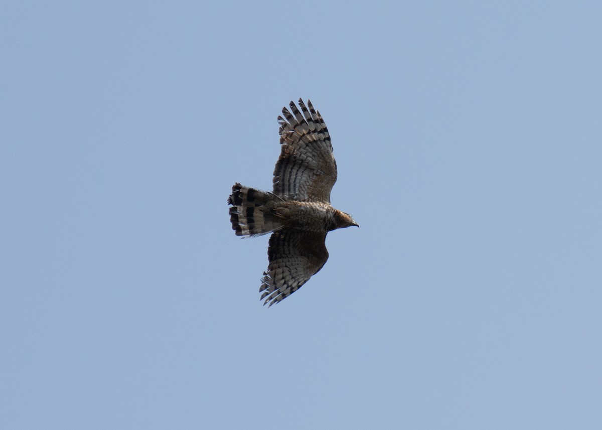 hákozobec neotropický (ssp. uncinatus) - ML620402469