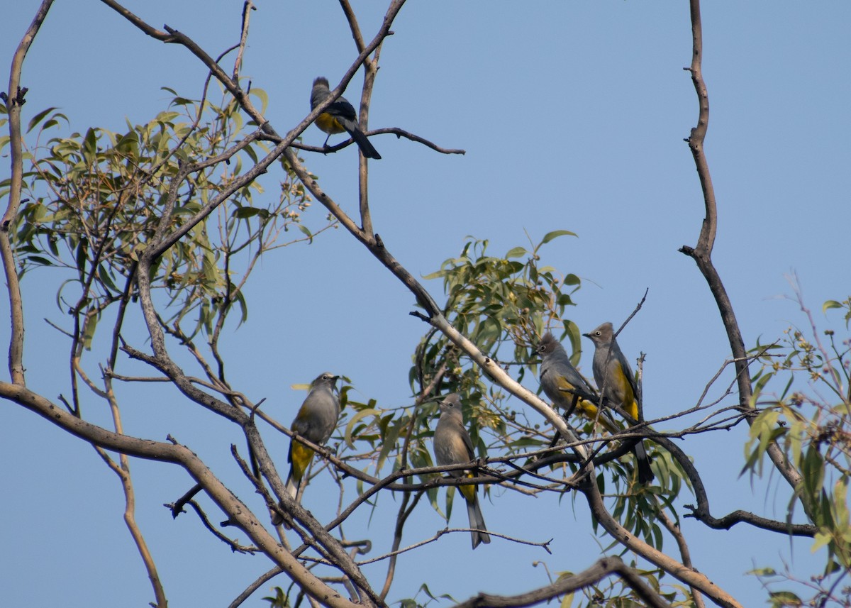 Gray Silky-flycatcher - ML620402479