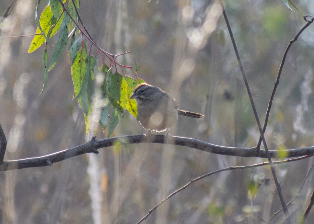 Rufous-crowned Sparrow - ML620402482