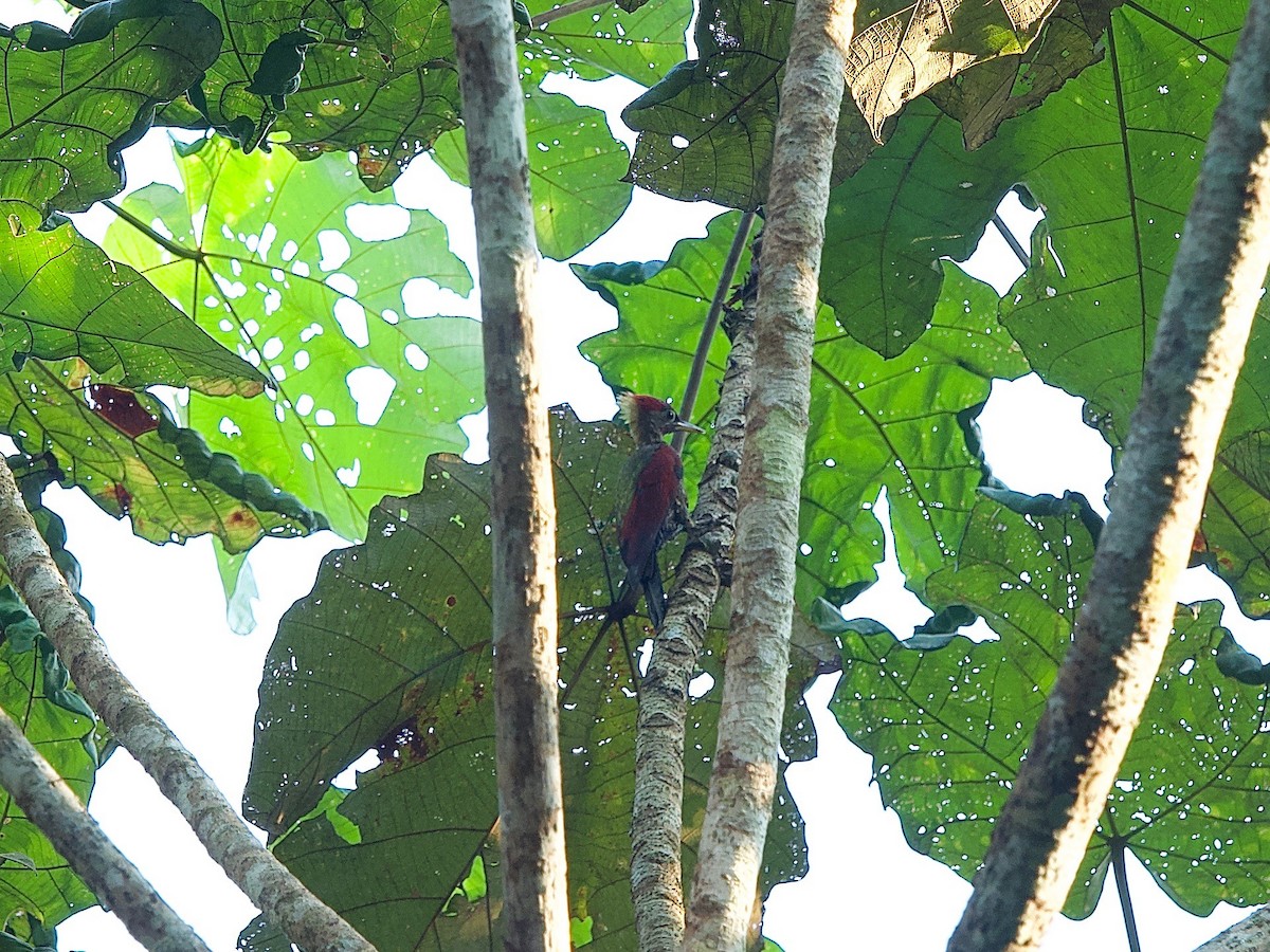 Crimson-winged Woodpecker - ML620402504