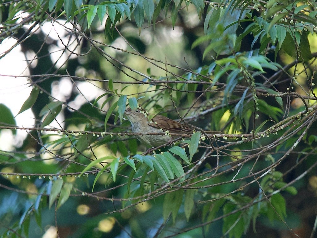 Bulbul Oliváceo - ML620402510