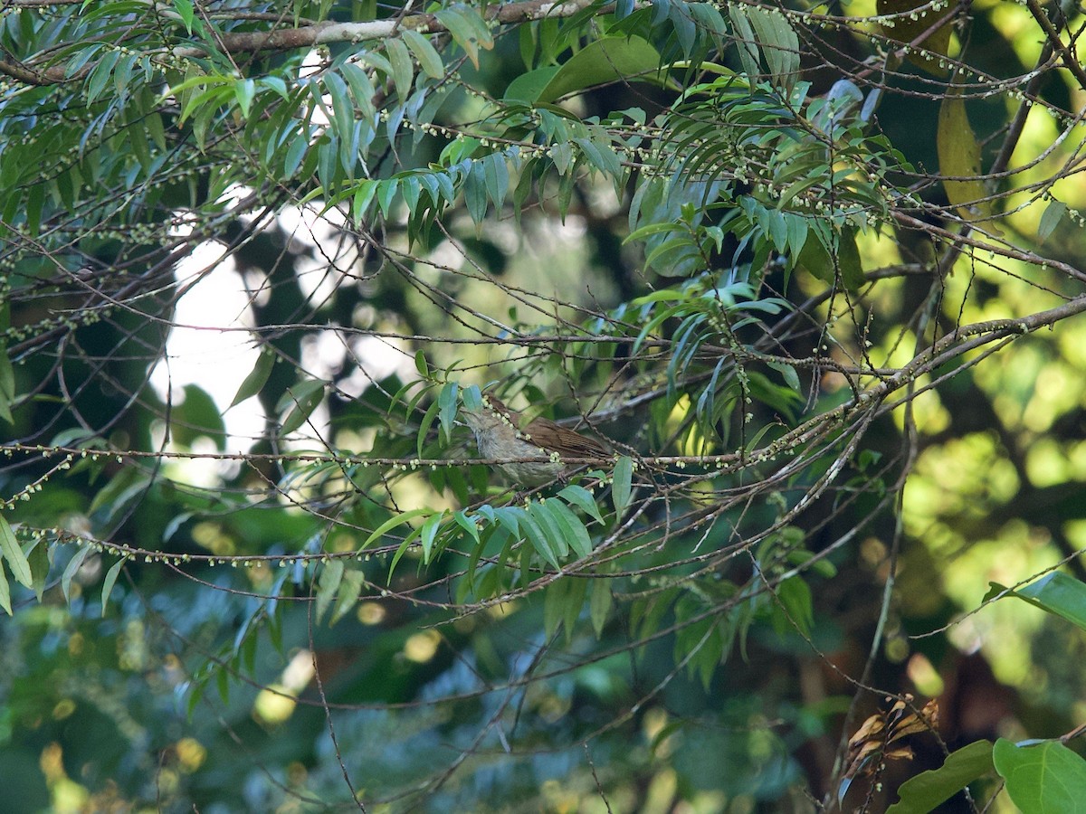 Bulbul Oliváceo - ML620402512