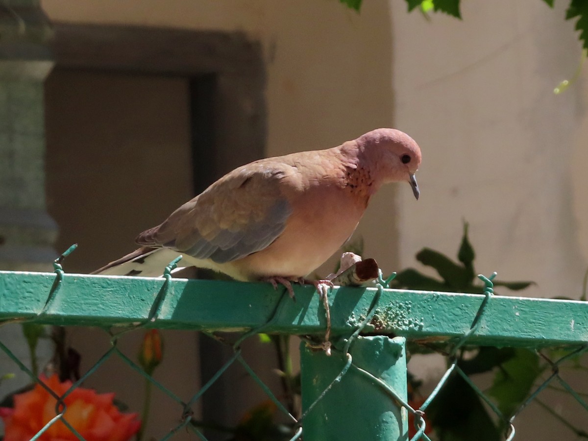 Laughing Dove - ML620402515