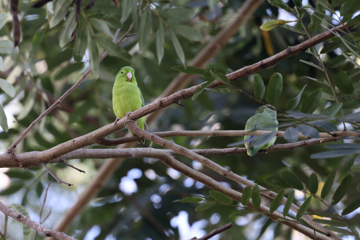 Spectacled Parrotlet - ML620402526