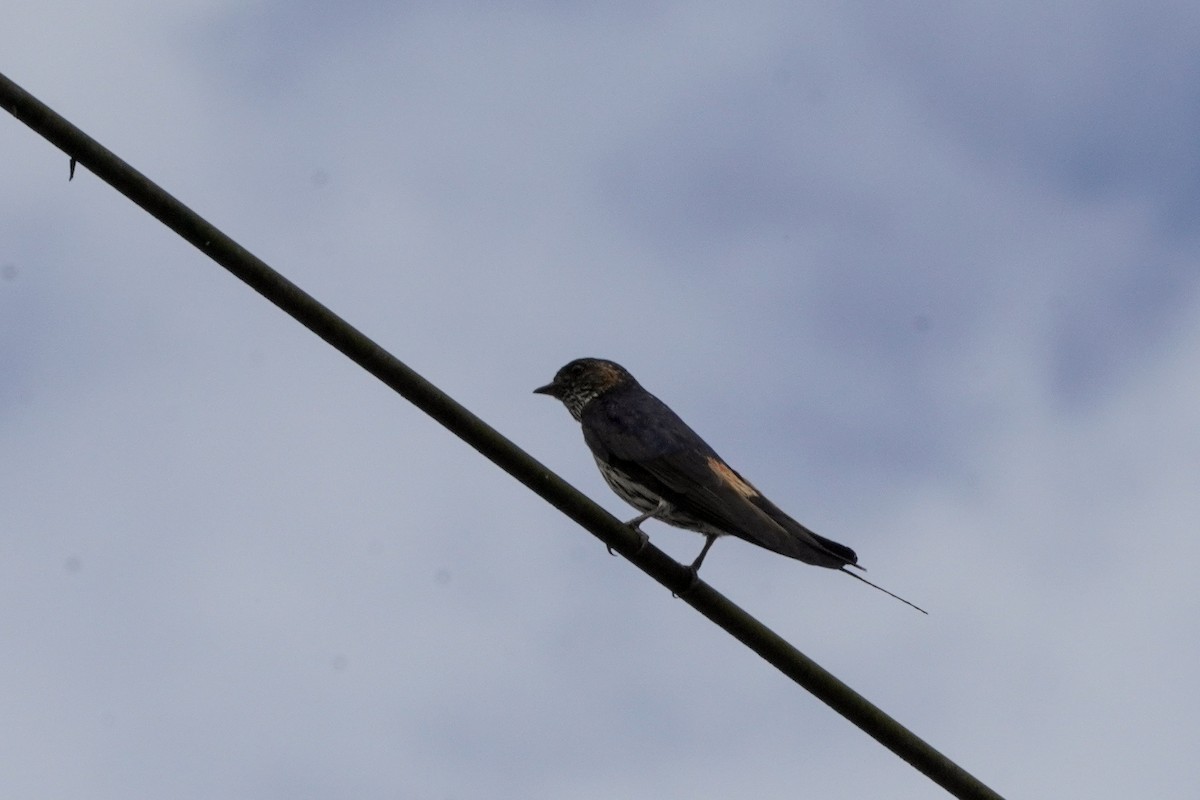 Striated Swallow - ML620402537