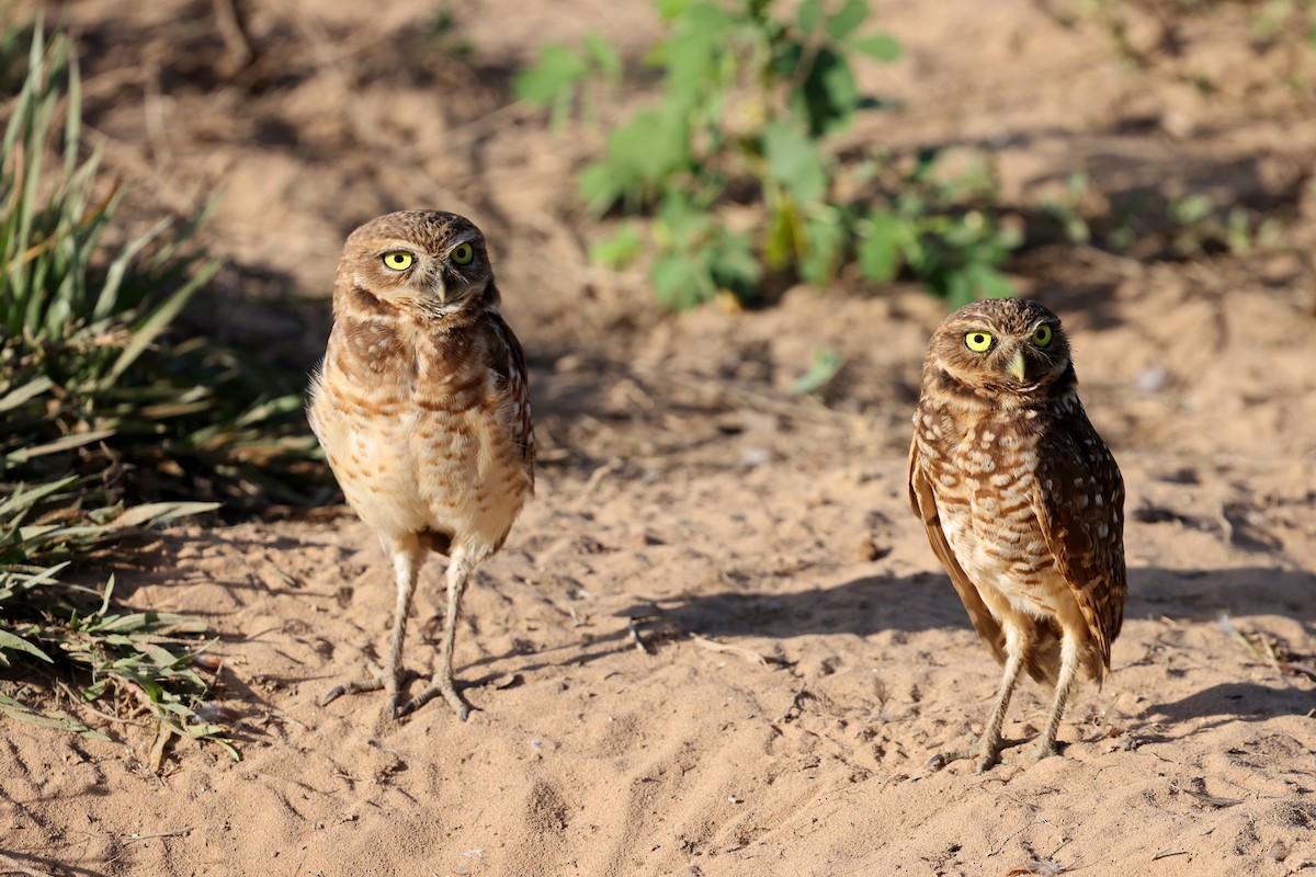 Burrowing Owl - ML620402539