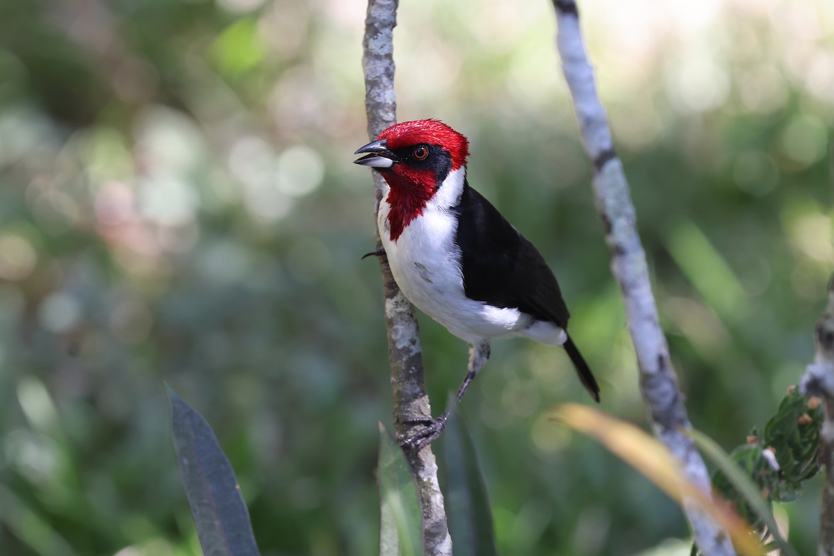 Masked Cardinal - ML620402544