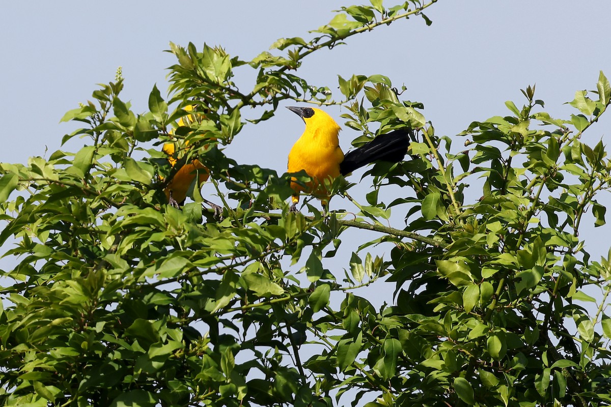 Oriole Blackbird - ML620402547