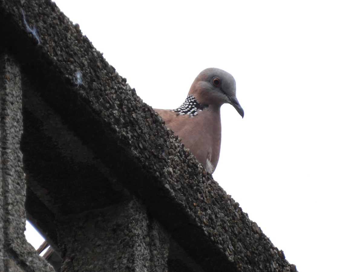Spotted Dove - ML620402557