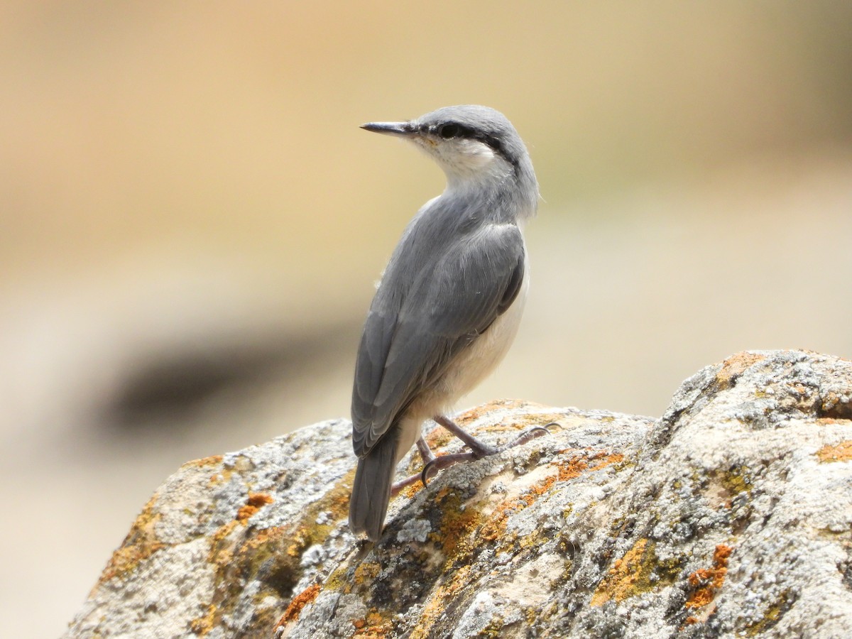 Western Rock Nuthatch - ML620402561