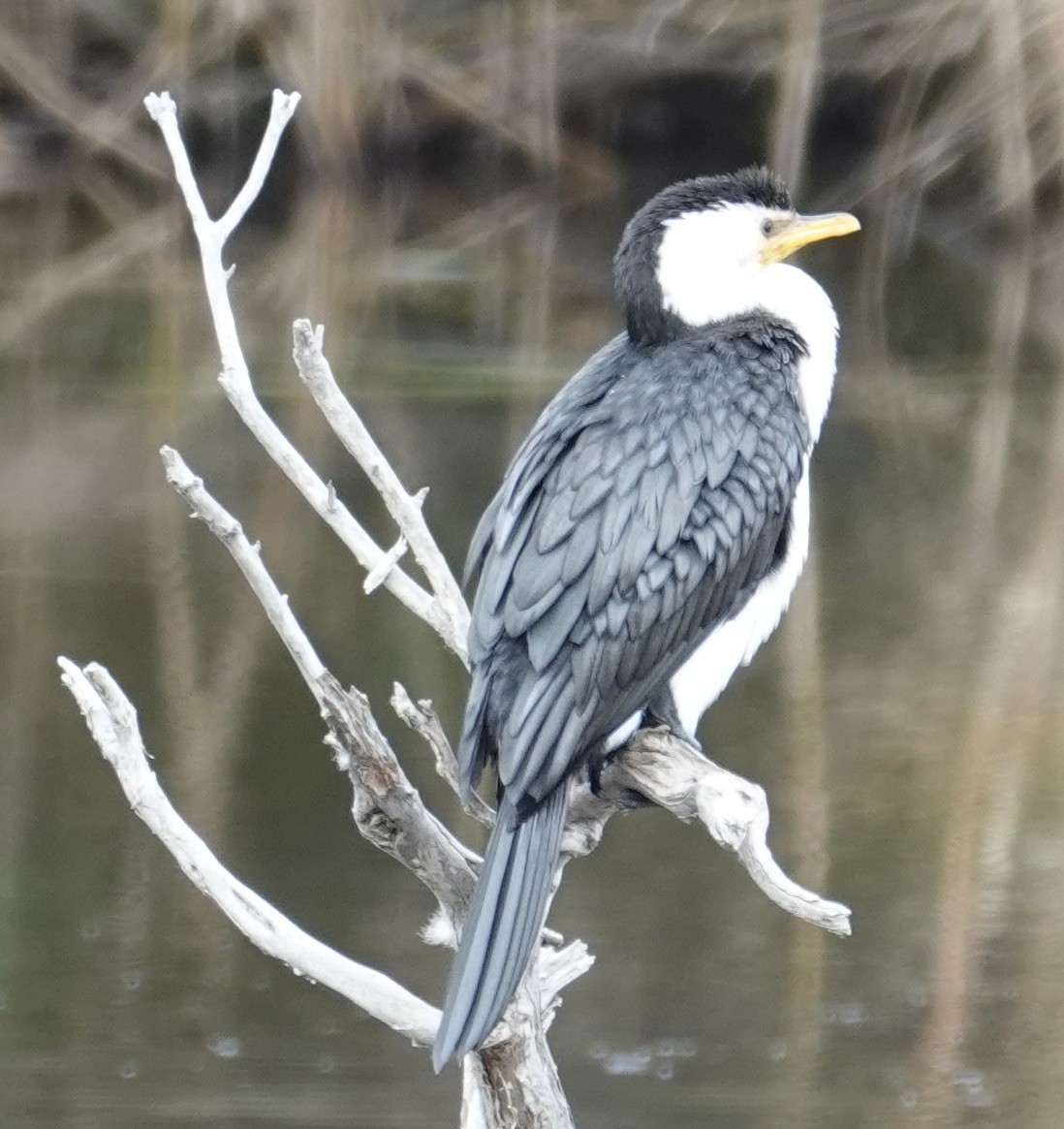 Little Pied Cormorant - Robert Morison and Joyce Ives