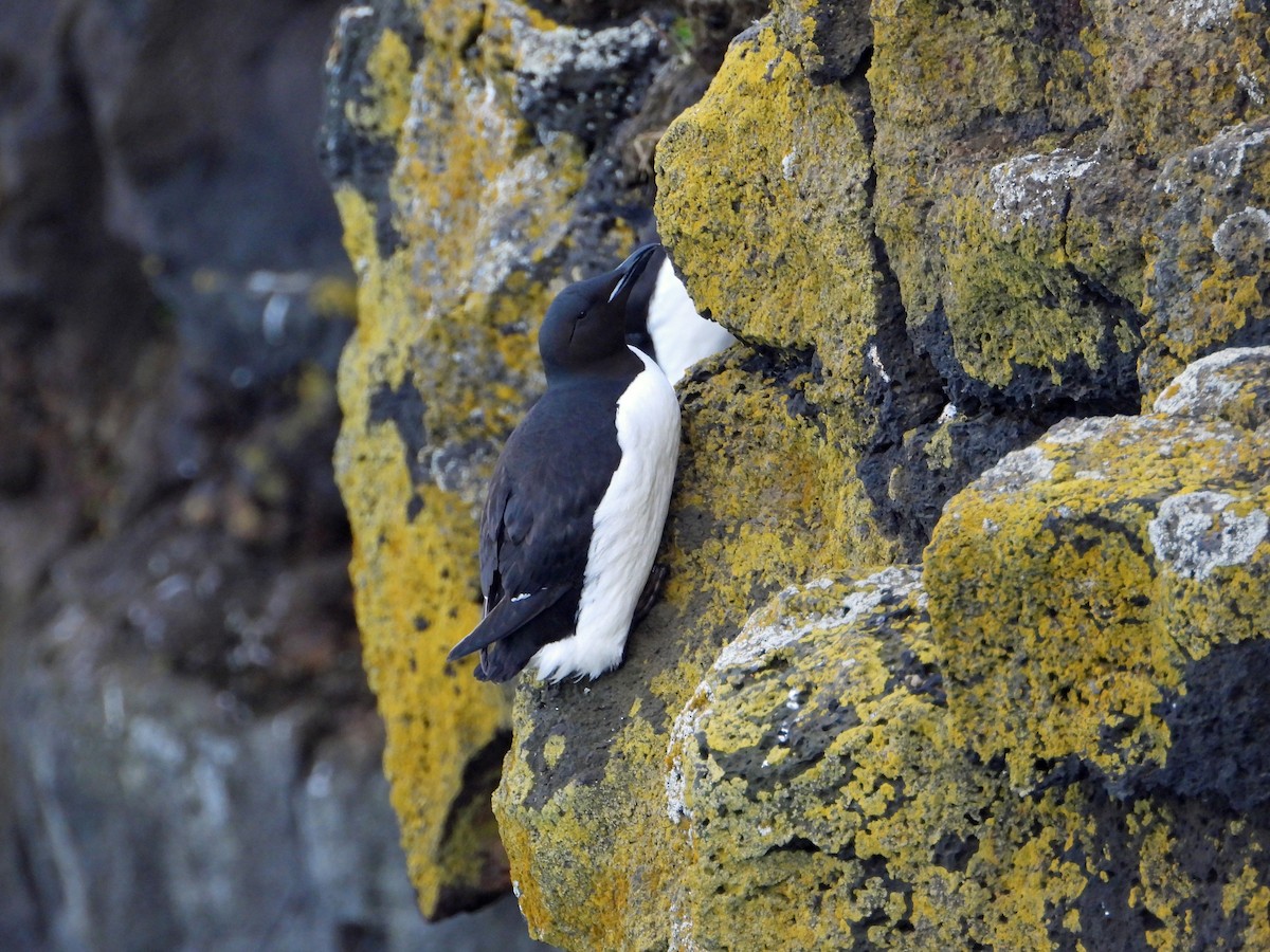 Thick-billed Murre - ML620402589