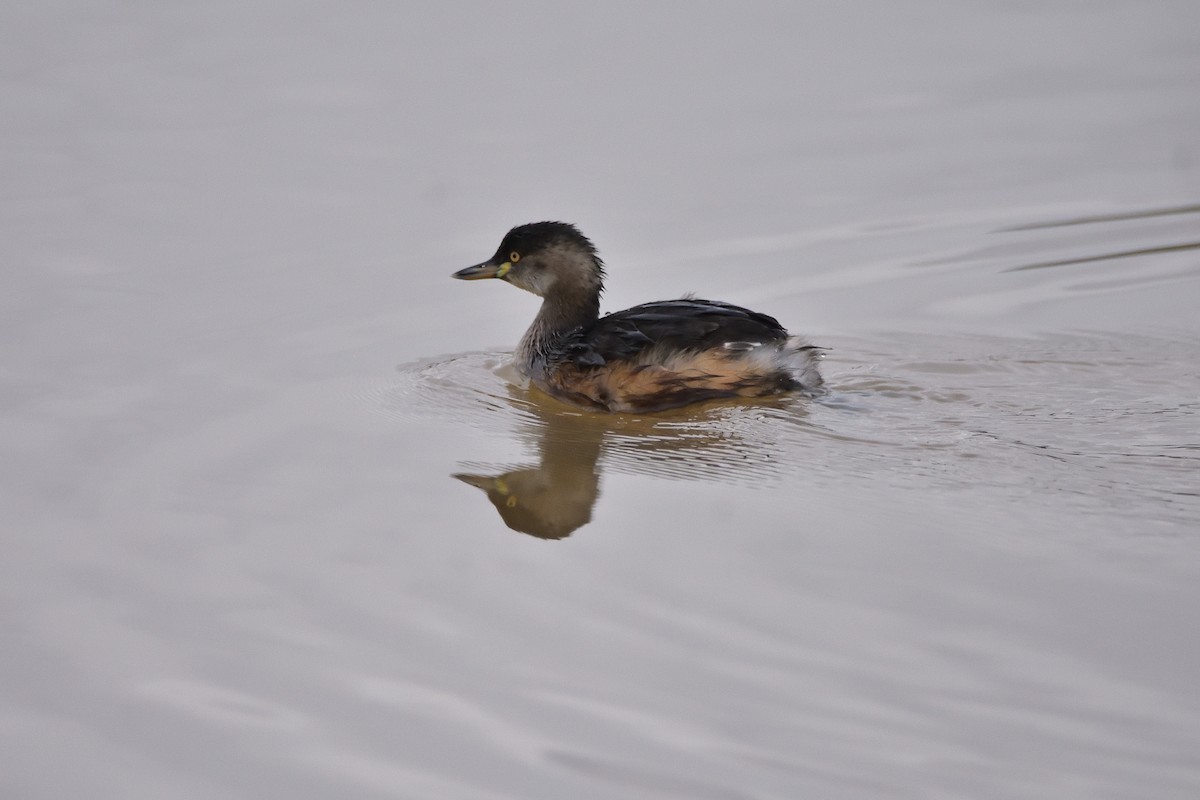 Australasian Grebe - ML620402594