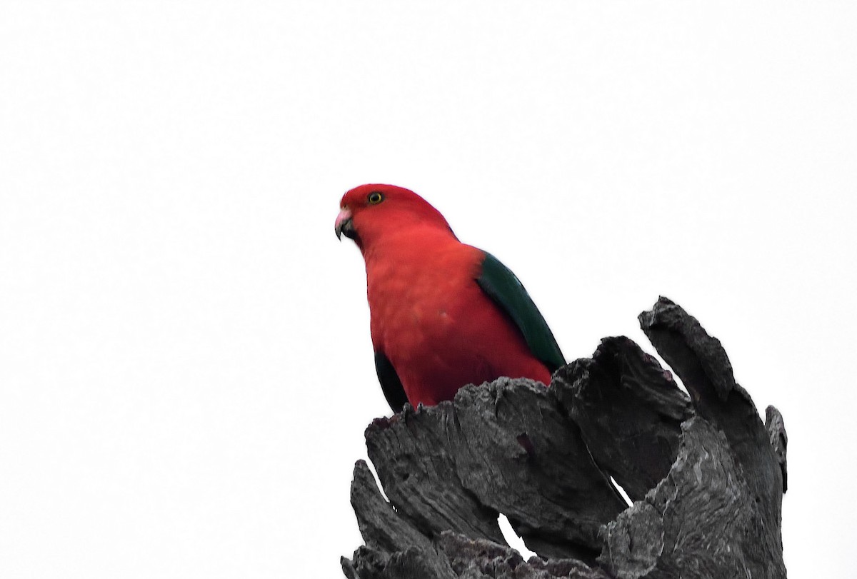 Australian King-Parrot - Anthony Katon