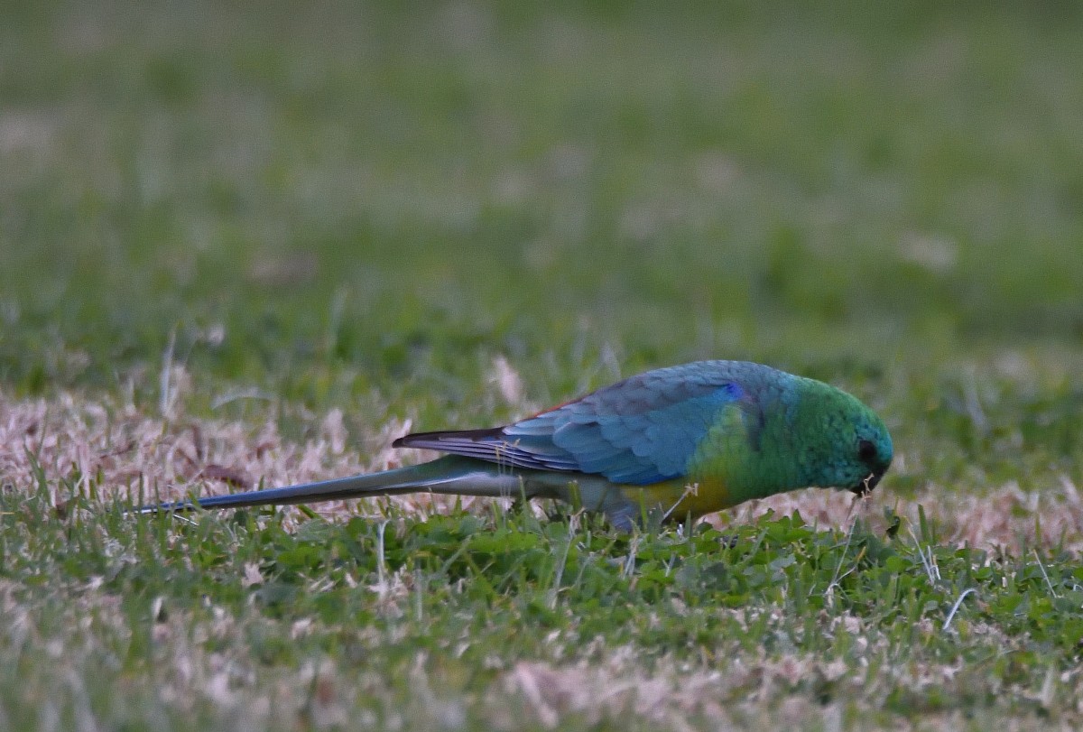 Red-rumped Parrot - ML620402598
