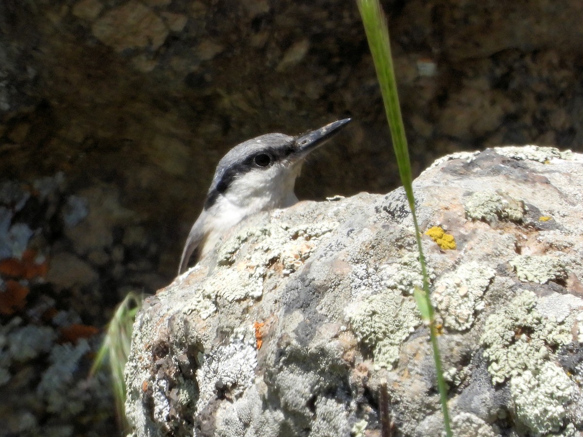 Western Rock Nuthatch - ML620402606