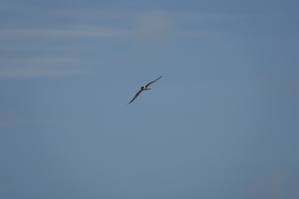 Little Tern - ML620402613