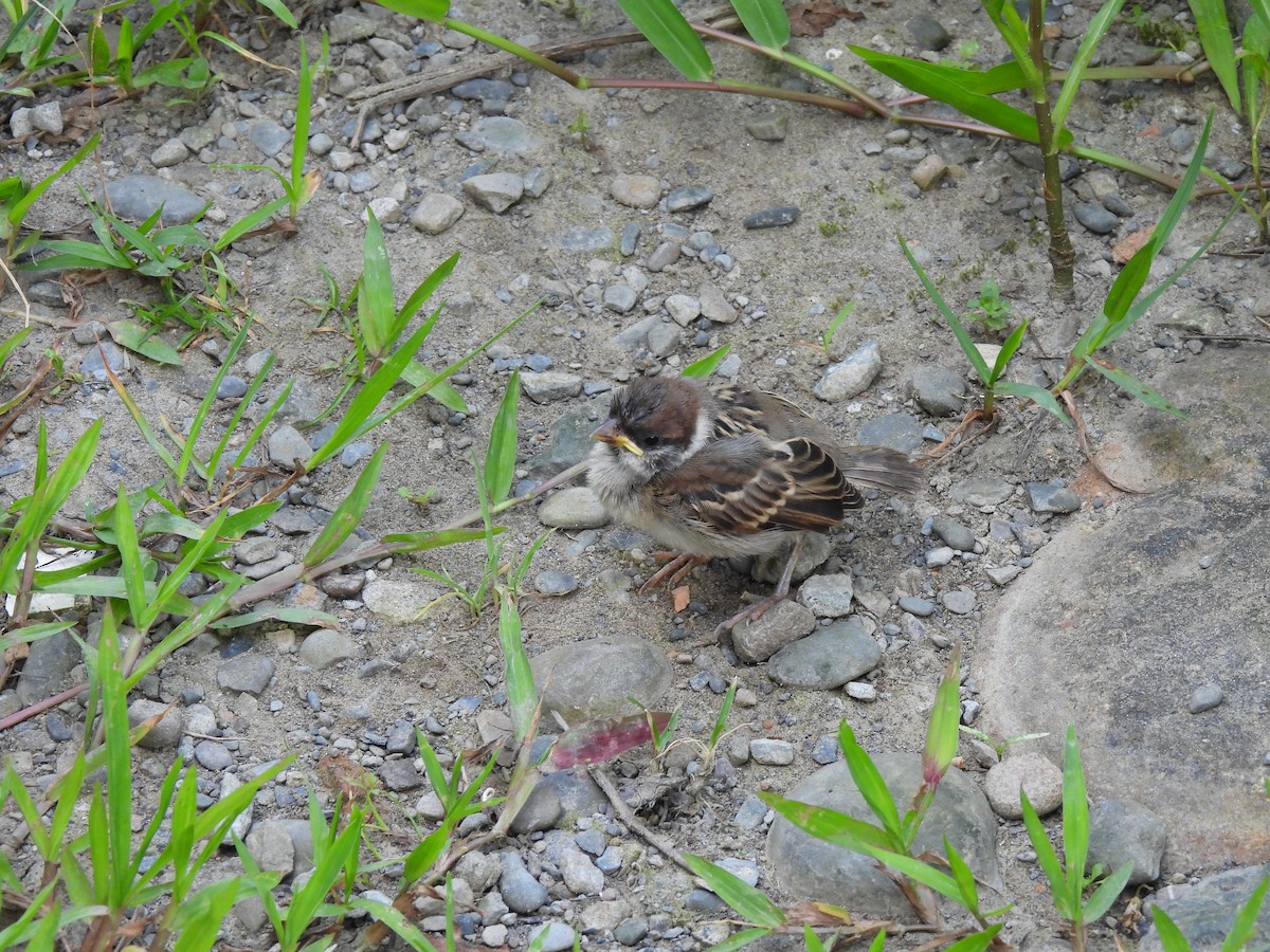 Eurasian Tree Sparrow - ML620402615