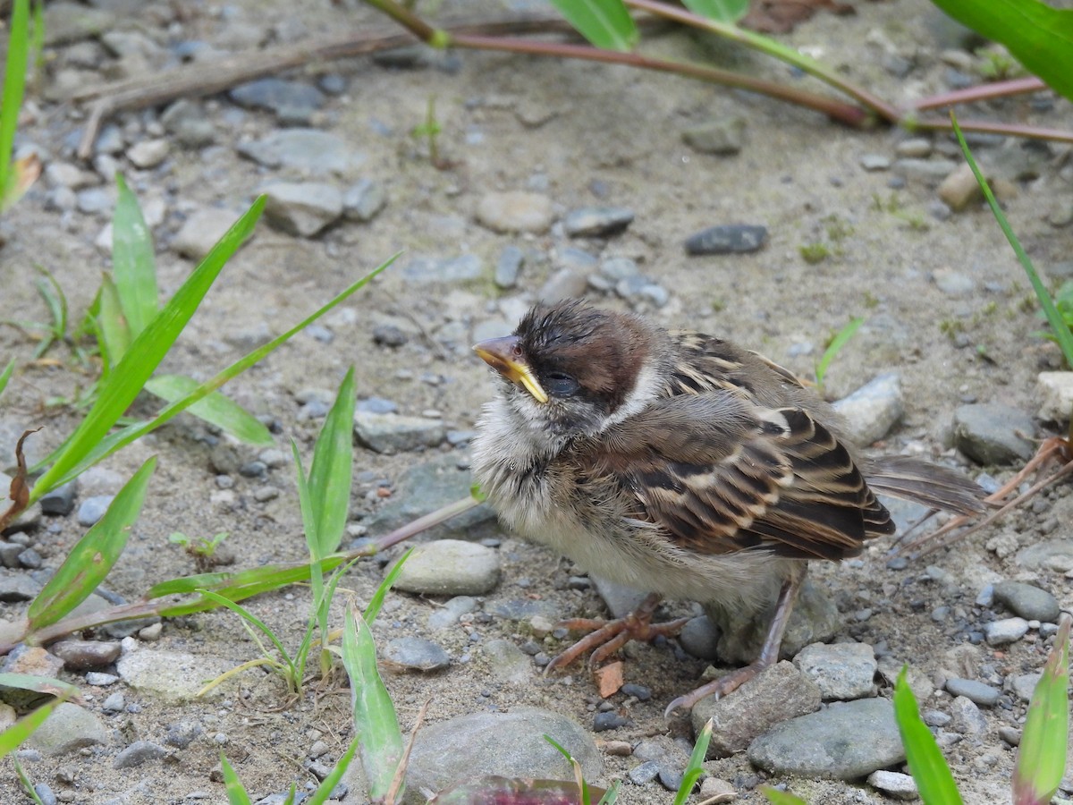 Eurasian Tree Sparrow - ML620402616