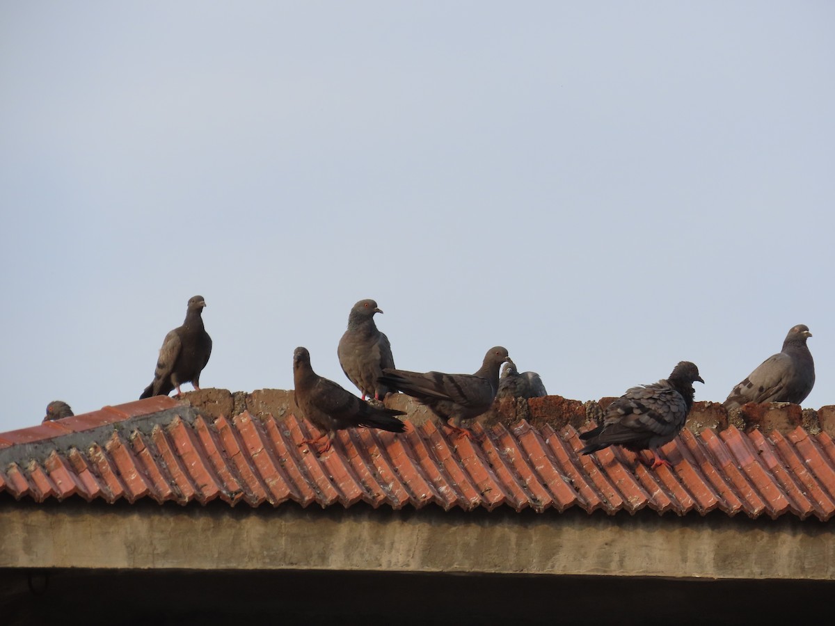 Rock Pigeon (Feral Pigeon) - ML620402620