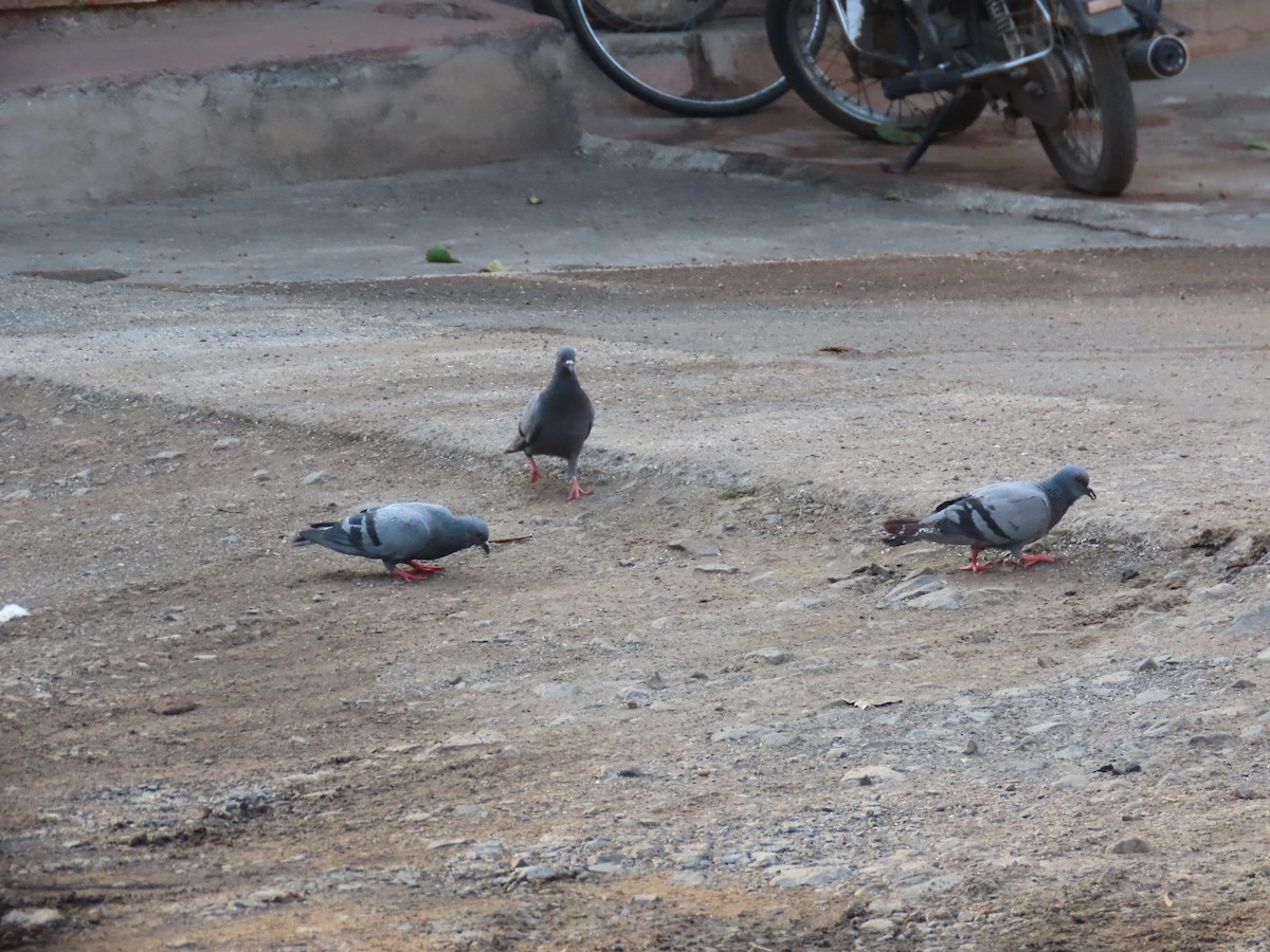 Rock Pigeon (Feral Pigeon) - ML620402621