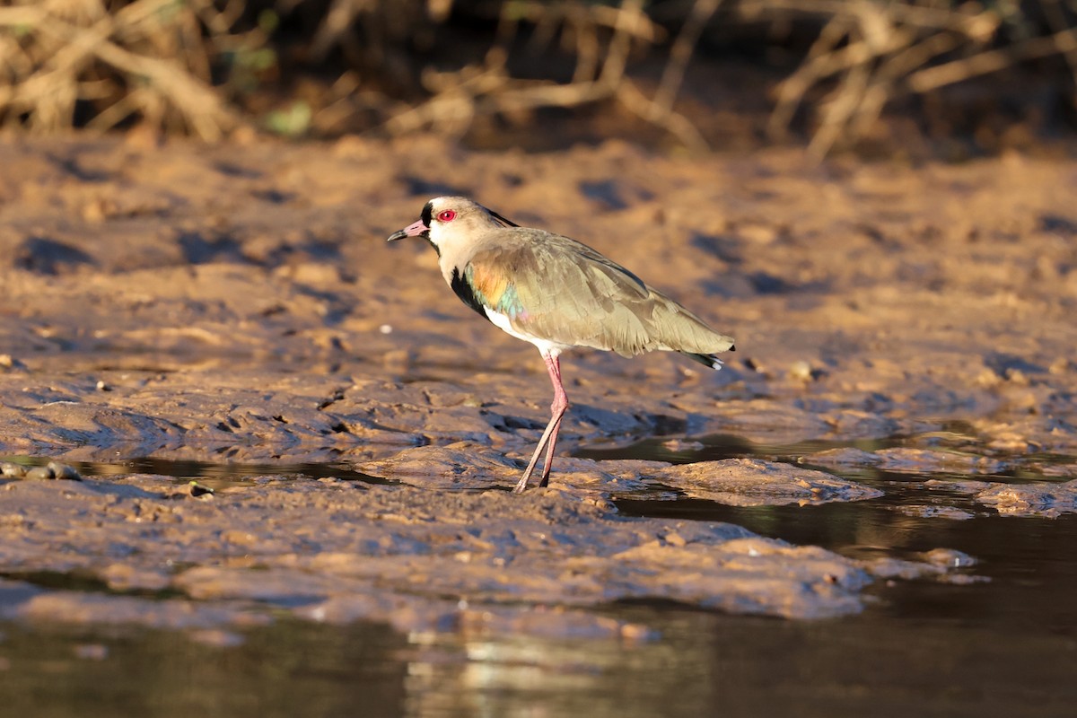 Southern Lapwing - ML620402624