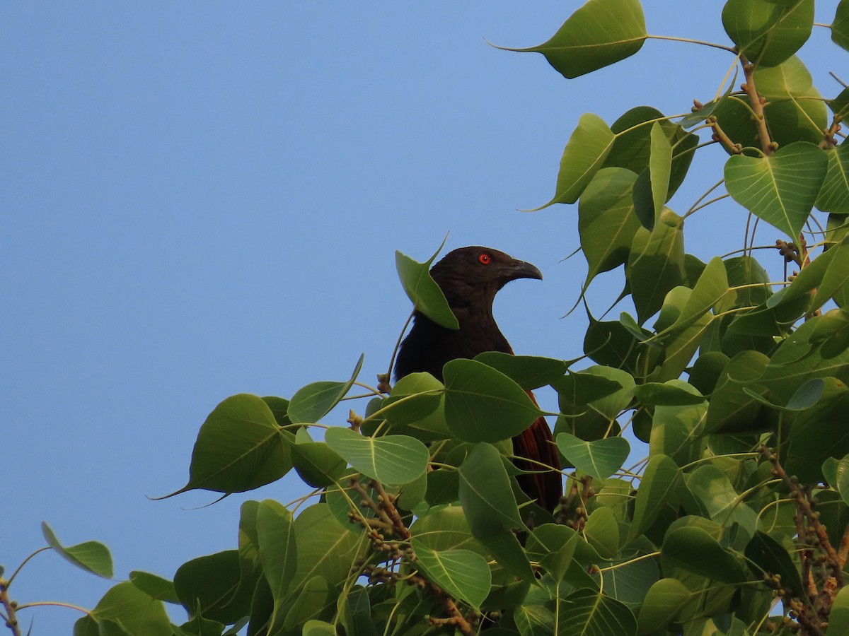 Greater Coucal - ML620402626
