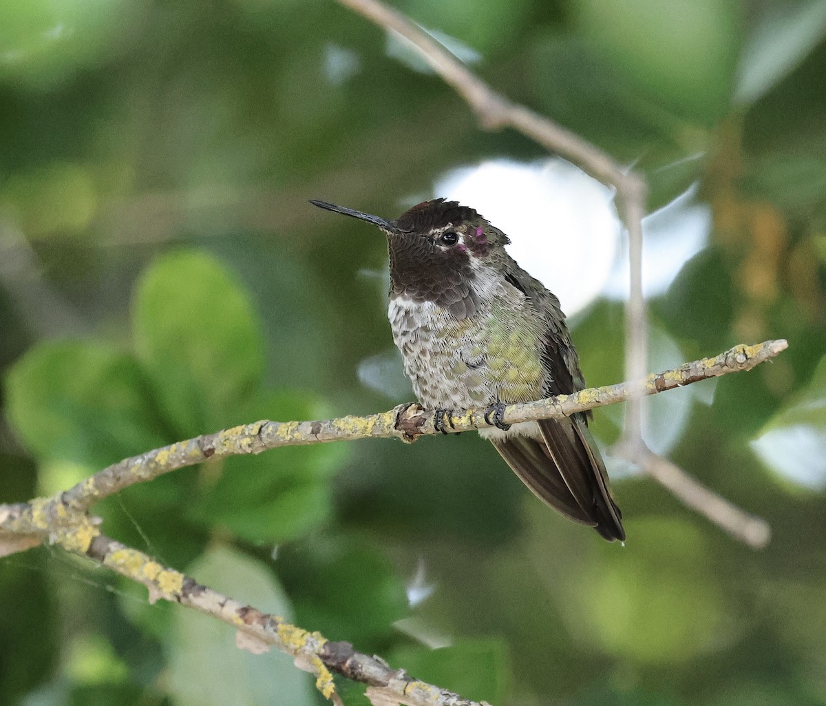 Anna's Hummingbird - ML620402653