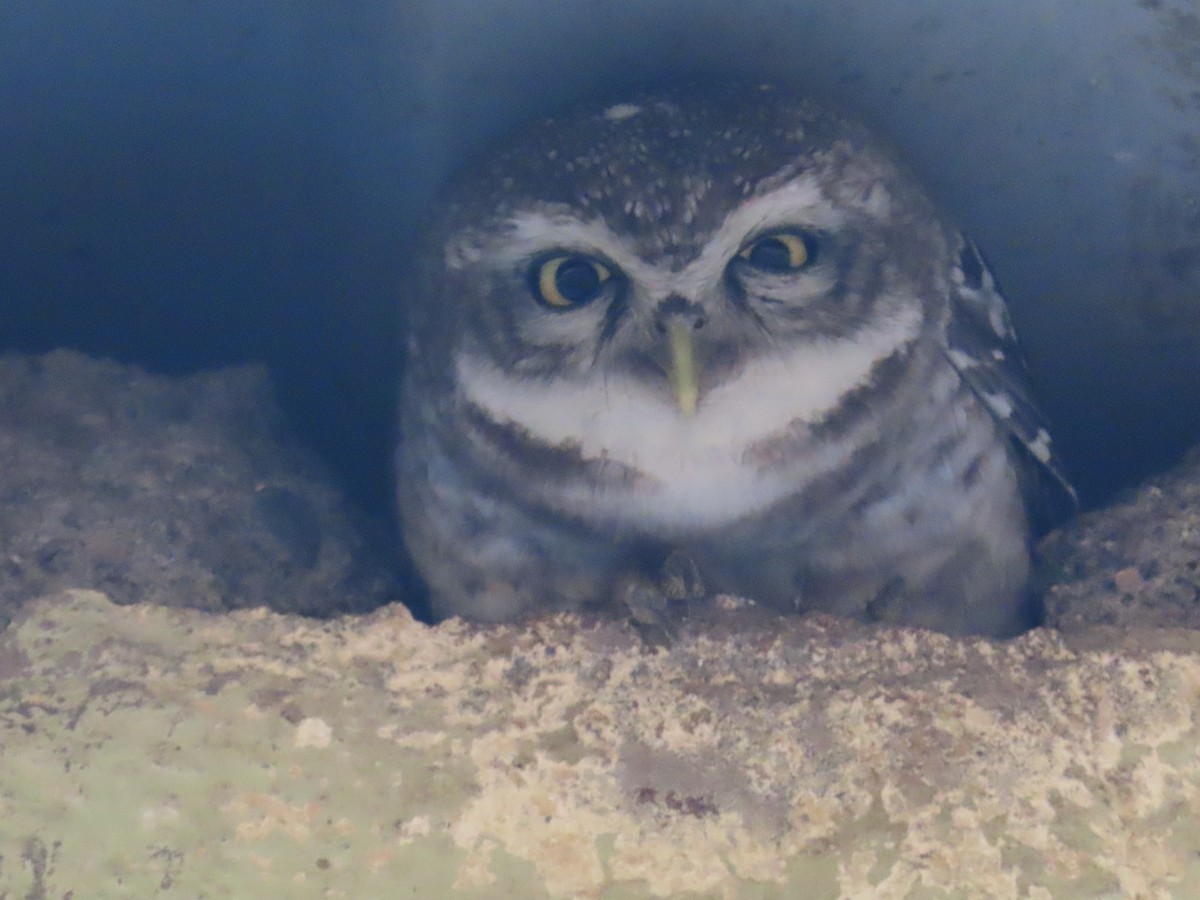 Spotted Owlet - ML620402655