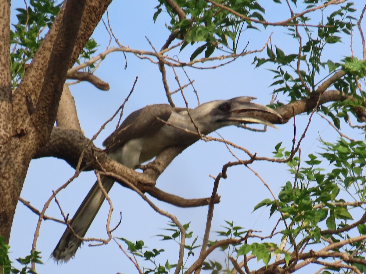 Indian Gray Hornbill - ML620402662