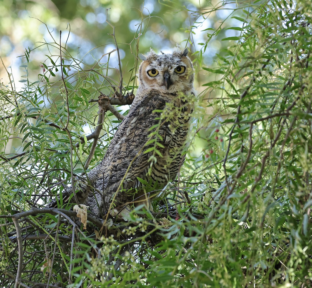 Great Horned Owl - ML620402664
