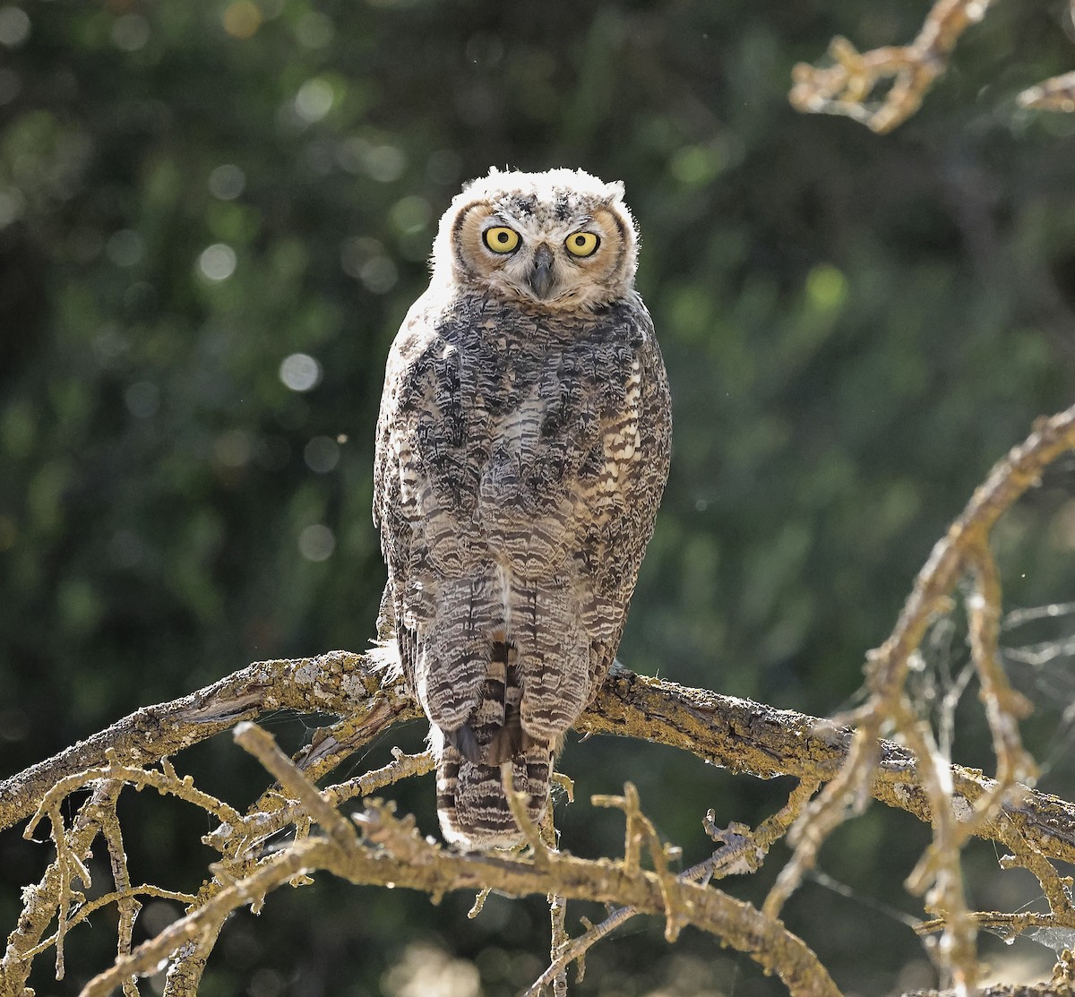 Great Horned Owl - ML620402670