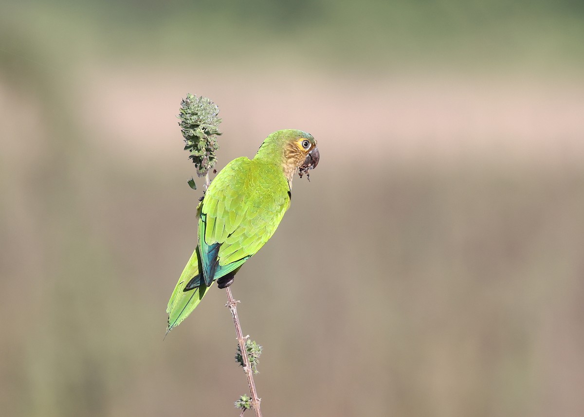 Aratinga Pertinaz - ML620402671