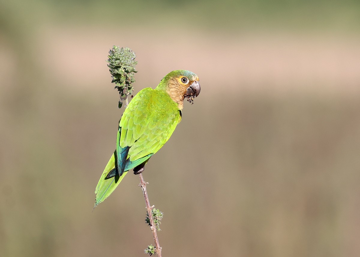 Brown-throated Parakeet - ML620402673
