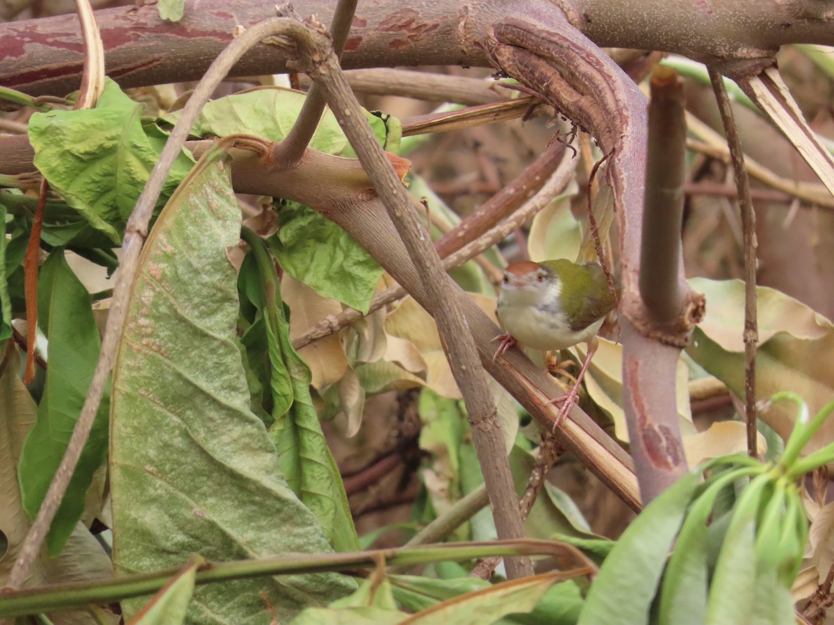 Common Tailorbird - ML620402675