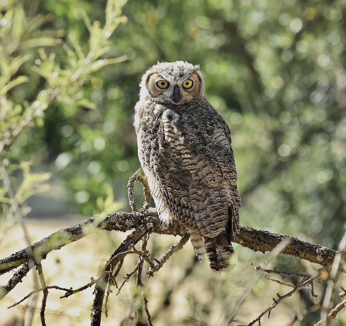 Great Horned Owl - ML620402681
