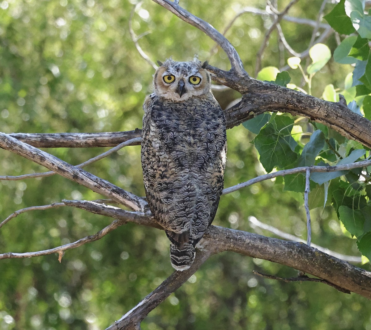 Great Horned Owl - ML620402684